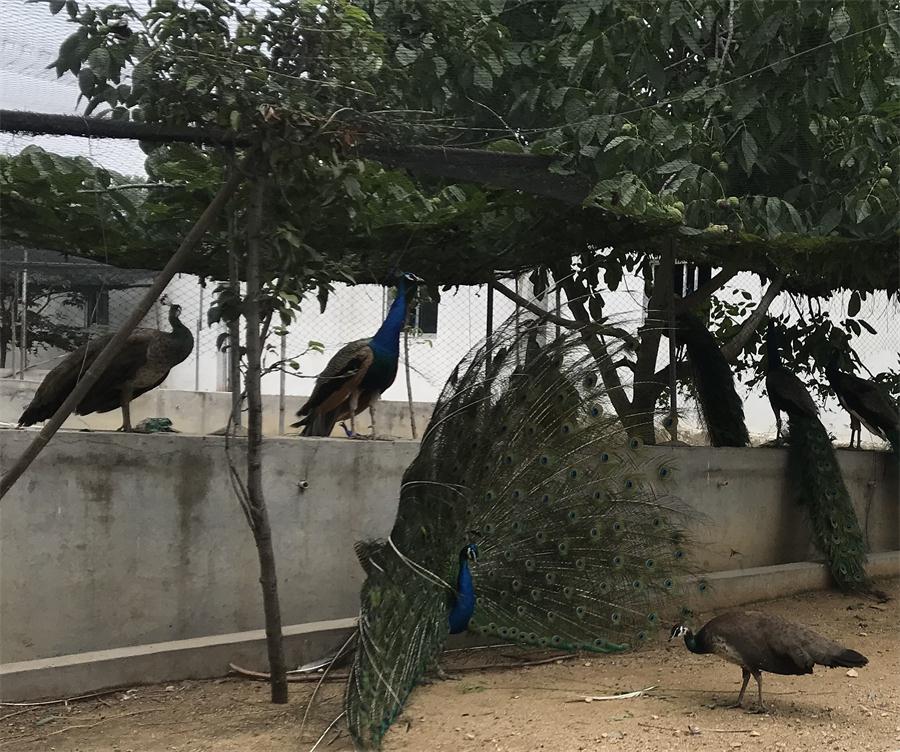 天鵝湖風(fēng)景區(qū)（泰山）速覽！(圖11)