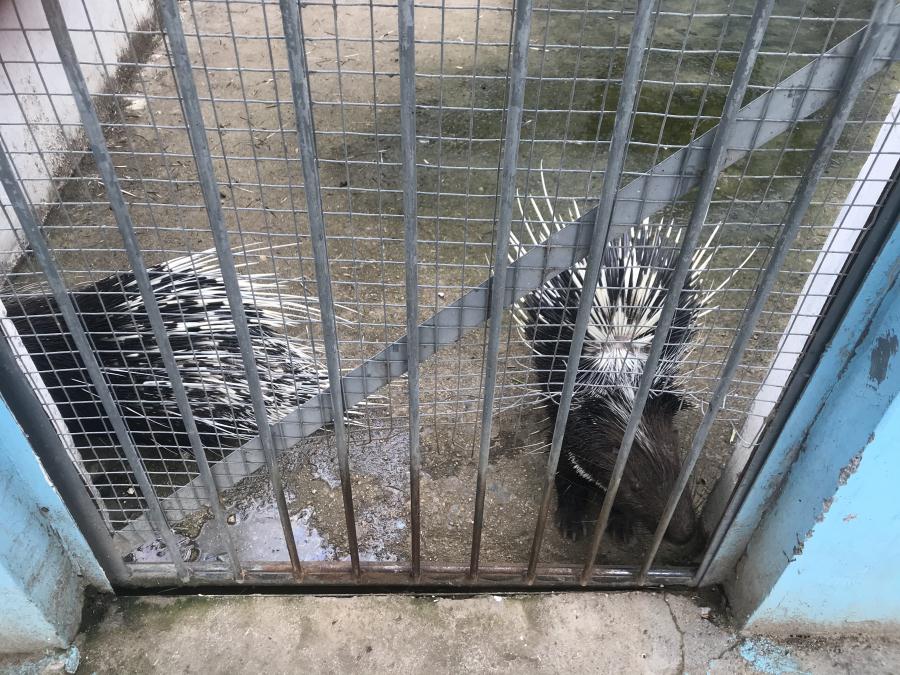 天鵝湖風(fēng)景區(qū)（泰山）速覽！(圖10)