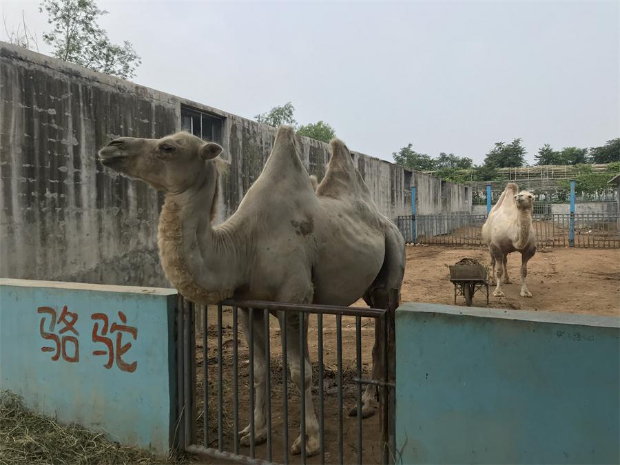 天鵝湖風(fēng)景區(qū)（泰山）速覽！(圖8)