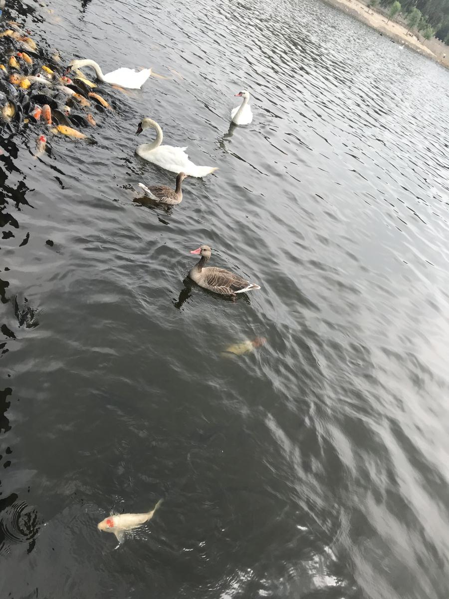 天鵝湖風(fēng)景區(qū)（泰山）速覽！(圖17)