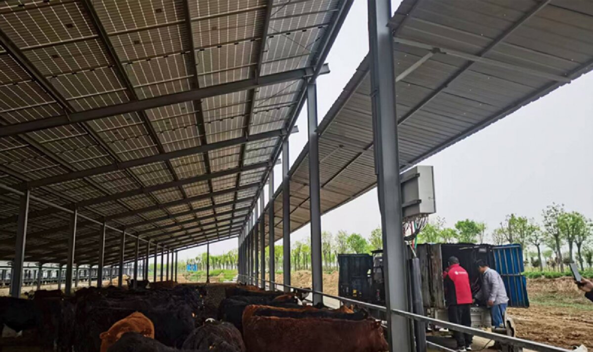 信橋鋼構(gòu)：打卡蒙陰農(nóng)業(yè)溫室大棚、青州黑牛養(yǎng)殖基地！(圖4)