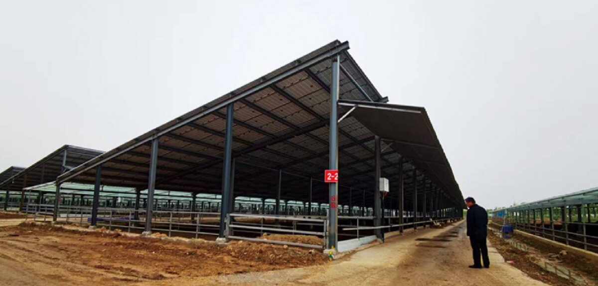 信橋鋼構(gòu)：打卡蒙陰農(nóng)業(yè)溫室大棚、青州黑牛養(yǎng)殖基地！(圖5)